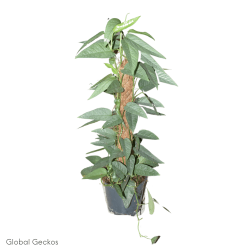 Epipremnum pinnatum (Cebu Blue) - Large (40-50cm Moss Pole)