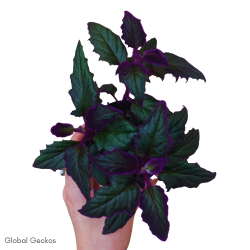 Gynura aurantiaca (Purple Passion) M