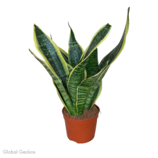 Sansevieria sp (Mother-In-Law's Tongue) Medium