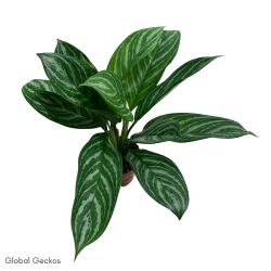 Aglaonema Stripe (Chinese Evergreen)