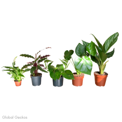 Tree Frog Enclosure Plant Bundle