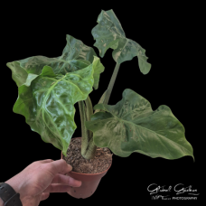 Alocasia portodora "Low Rider" Alocasia portodora "Low Rider"