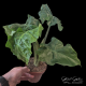 Alocasia portodora "Low Rider" Alocasia portodora "Low Rider"