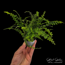 Nephrolepis cordifolia (Sword Fern) Nephrolepis cordifolia (Sword Fern)