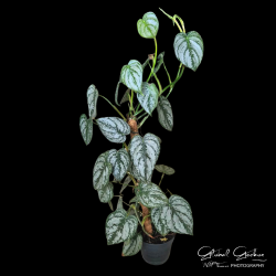 Philodendron Brandtianum Mosspole Philodendron Brandtianum Mosspole