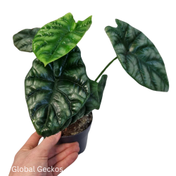 Elephant Ear (Alocasia quilted dreams) M