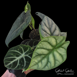 Alocasia sp. (Elephant Ear Plant) Alocasia sp. (Elephant Ear Plant)