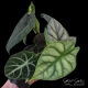 Alocasia sp. (Elephant Ear Plant) Alocasia sp. (Elephant Ear Plant)