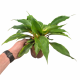 Chlorophytum orchidastrum 'Fire Flash' (Sierre Leone Spider Lily)