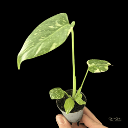 Monstera deliciosa (Thai Constellation)