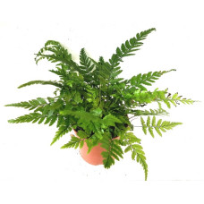 Athyrium spicatum (Lady Fern)