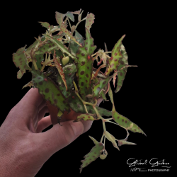 Begonia amphioxus (Pink Spotted Begonia) 