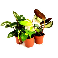 Calathea sp. (Mixed) - Large (30-50cm)