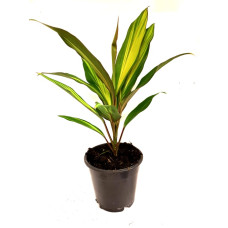 Cordyline sp. Large