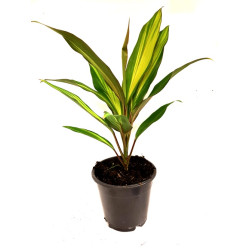 Cordyline sp. Large