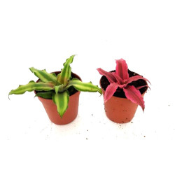 Cryptanthus sp.