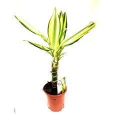 Dracaena fragrans (Cornstalk Dragon Tree)