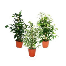 Ficus benjamina (Weeping Fig) - M (25-30cm)