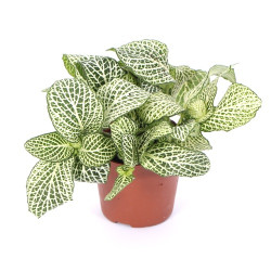 Fittonia Albivenis (Mosaic Plant) S