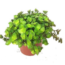 Callisia repens (Creeping Inch Plant) - Edible