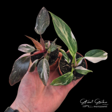 Philodendron erubescens (Mixed varieties) Philodendron erubescens (Mixed varieties)