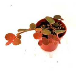 Pellionia repens (Creeping Watermelon vine)